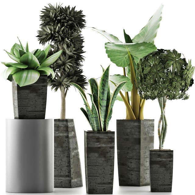 plants collection 38 Modèle 3D .c4d .max .obj .3ds .fbx .stl .blend 