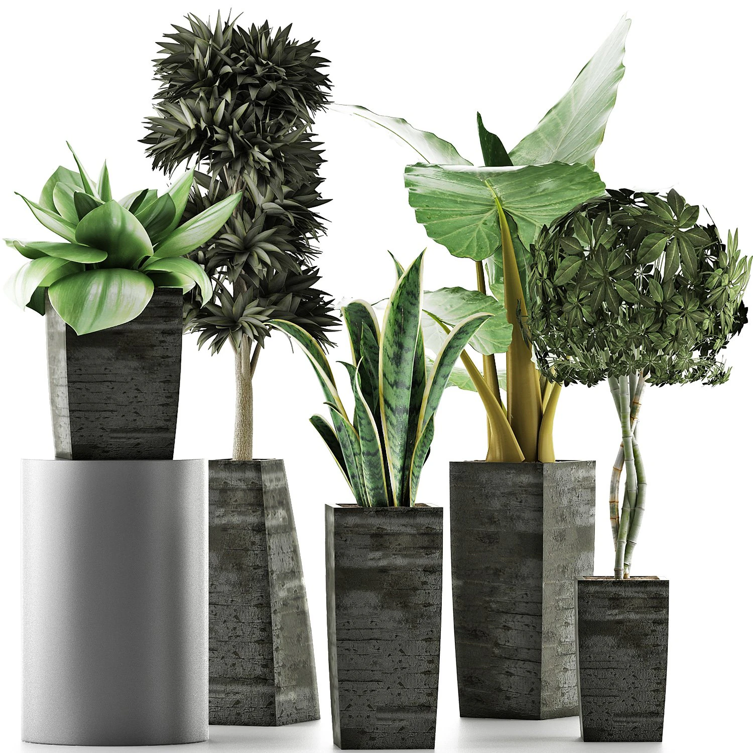 plants collection 38 3D Model .c4d .max .obj .3ds .fbx .stl .blend 
