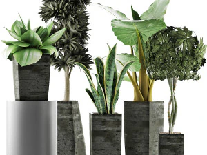 коллекция растений 38 3D Модель