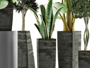 plants collection 38 3D Model