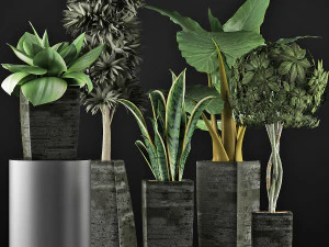plants collection 38 3D Model