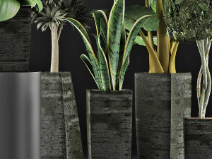 plants collection 38 3D Model