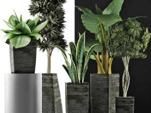 plants collection 38 3D Model