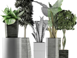 plants collection 38 3D Model