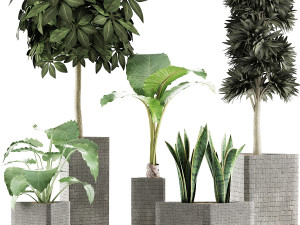 plants collection 39 3D Model