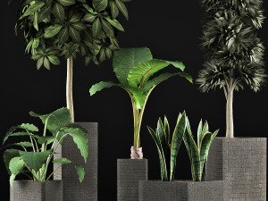plants collection 39 3Dモデル
