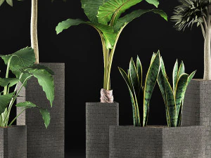 plants collection 39 3D Model