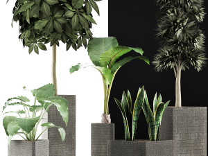 plants collection 39 3Dモデル