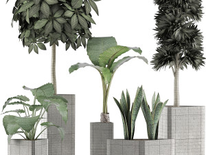 plants collection 39 3Dモデル