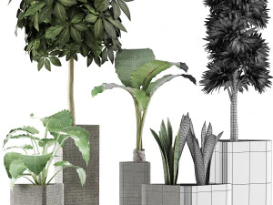 plants collection 39 3D Model