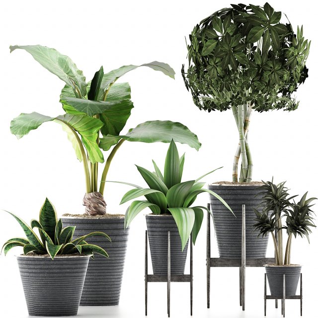 plants collection 40 Model 3D .c4d .max .obj .3ds .fbx .stl .blend 