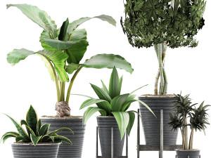 plants collection 40 3D Model