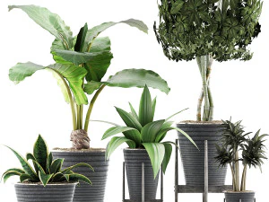 colecci&oacute;n de plantas 40 Modelo 3D