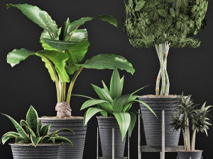 plants collection 40 Model 3D