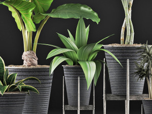 plants collection 40 Model 3D