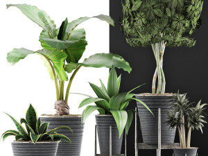 plants collection 40 Model 3D