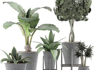 plants collection 40 Model 3D