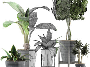 plants collection 40 Model 3D