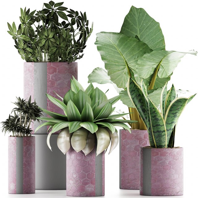 plants collection 41 Modelo 3D .c4d .max .obj .3ds .fbx .stl .blend 