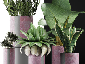 plants collection 41 Modelo 3D