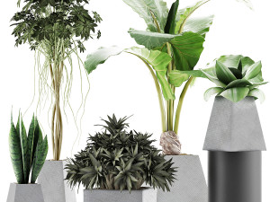 plants collection 42 Modèle 3D