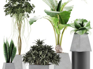 raccolta piante 42 Modello 3D