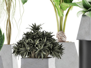 plants collection 42 Model 3D