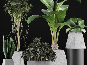 plants collection 42 Model 3D