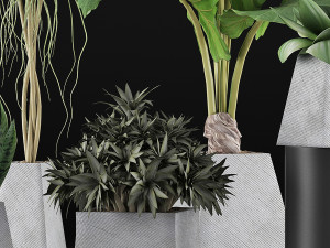 plants collection 42 Model 3D