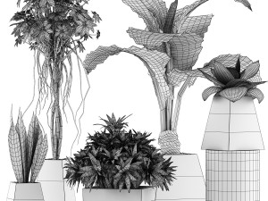 plants collection 42 Model 3D