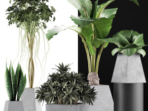 plants collection 42 Model 3D