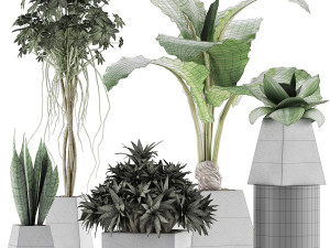 plants collection 42 Model 3D
