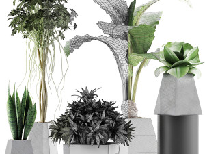 plants collection 42 Model 3D