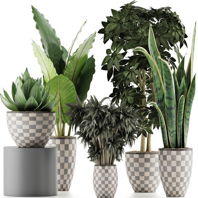 plants collection 43 Modèle 3D .c4d .max .obj .3ds .fbx .stl .blend 