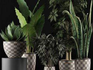 plants collection 43 Modèle 3D