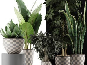 plants collection 43 Modèle 3D