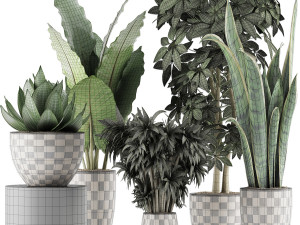 plants collection 43 Modèle 3D