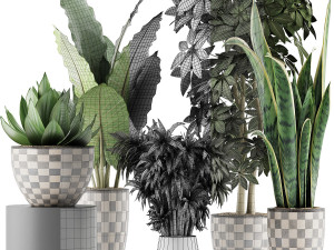plants collection 43 Modèle 3D