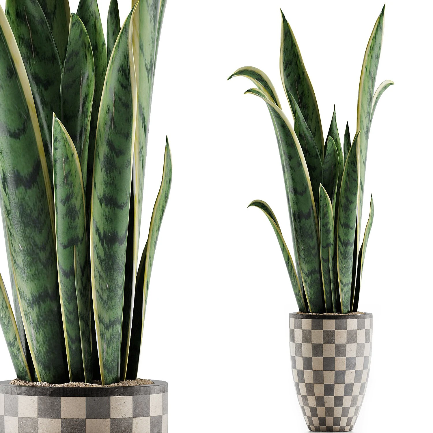 plants collection 44 3D Model .c4d .max .obj .3ds .fbx .stl .blend 