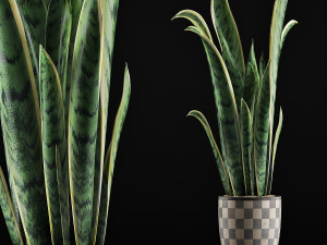 plants collection 44 3D Model