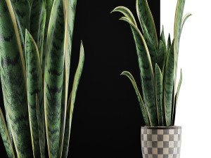 plants collection 44 3D Model