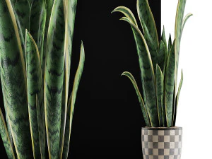 plants collection 44 3D Model