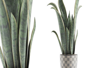 plants collection 44 3D Model