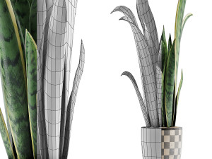 plants collection 44 3D Model