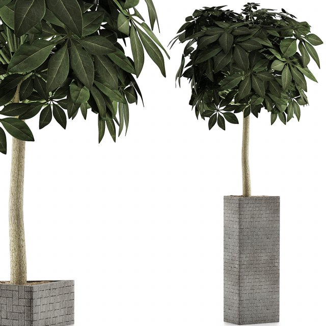 plants collection 46 3D 模型 .c4d .max .obj .3ds .fbx .stl .blend 