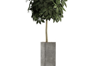 plants collection 46 3D 模型