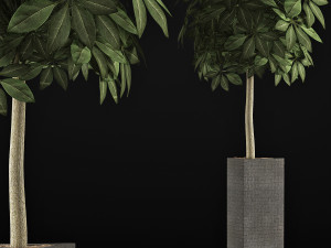 plants collection 46 3D 模型