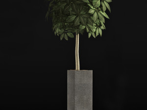 plants collection 46 3D 模型