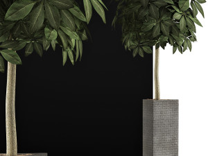 plants collection 46 3D 模型