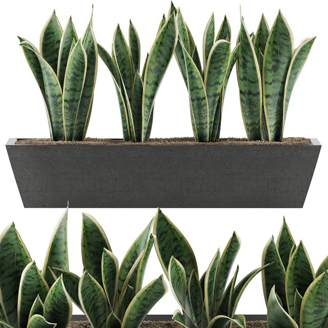 plants collection 47 Model 3D .c4d .max .obj .3ds .fbx .stl .blend